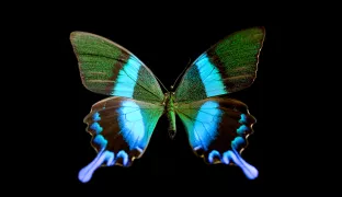 Identity Fraud: The Butterfly Effect